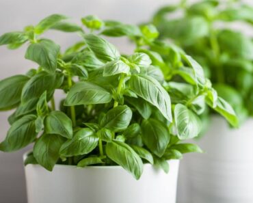 BOSILJAK: Kako ga uzgajati na balkonu, a kako u zatvorenom prostoru