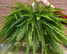 Sobne biljke koje pročišćavaju zrak, preporučili su ih znanstvenici NASA-e