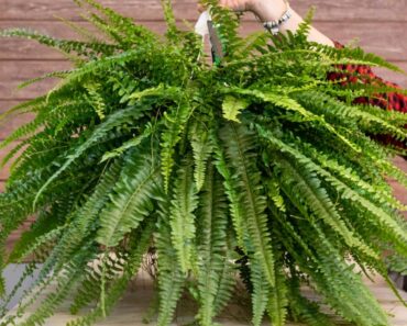 Sobne biljke koje pročišćavaju zrak, preporučili su ih znanstvenici NASA-e