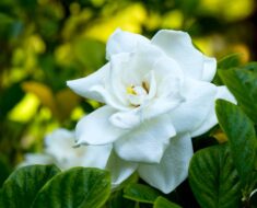 GARDENIJA: Kako uzgojiti i njegovati ovu bijelu ljepoticu očaravajućeg mirisa?