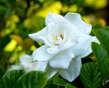 GARDENIJA: Kako uzgojiti i njegovati ovu bijelu ljepoticu očaravajućeg mirisa?