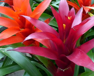 GUZMANIJA: Kako njegovati ovaj prekrasni tropski cvijet?