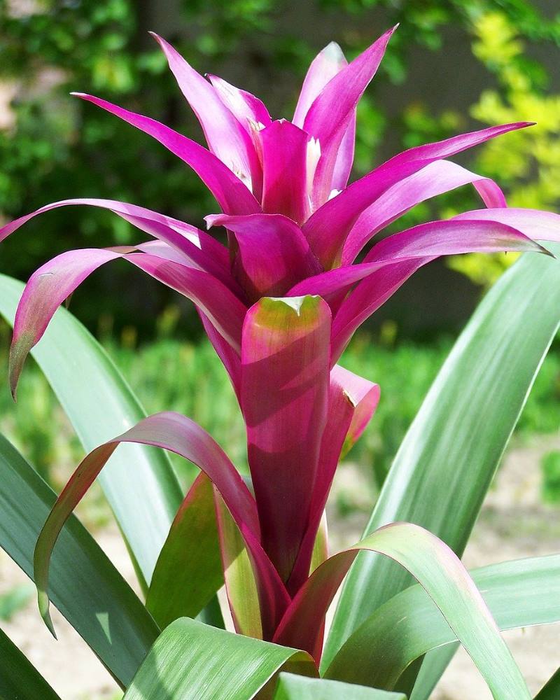 GUZMANIJA: Kako njegovati ovaj prekrasni tropski cvijet?