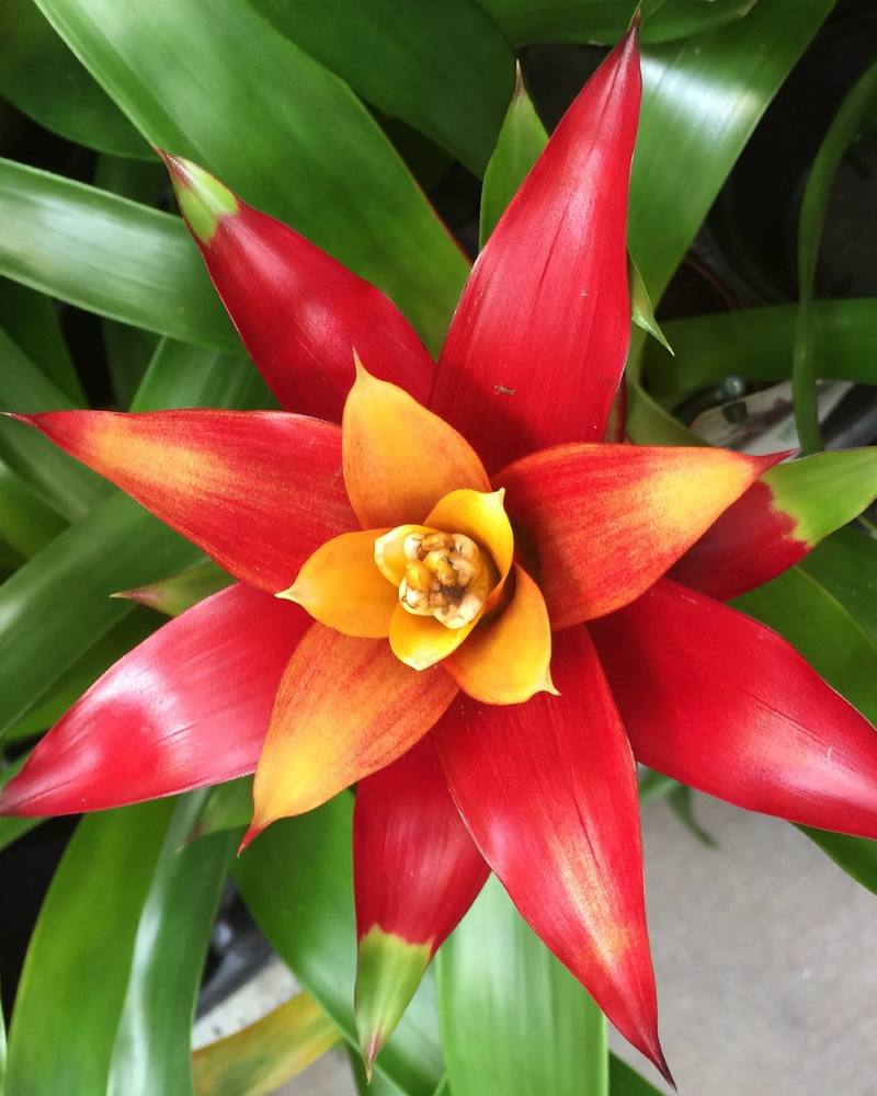 GUZMANIJA: Kako njegovati ovaj prekrasni tropski cvijet?