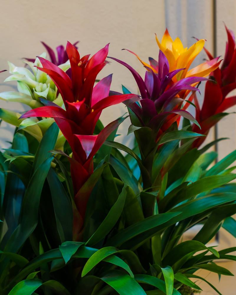 GUZMANIJA: Kako njegovati ovaj prekrasni tropski cvijet?