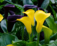 KALA: Prekrasna i nezahtjevna - kako je uzgojiti u kući, a kako na otvorenom