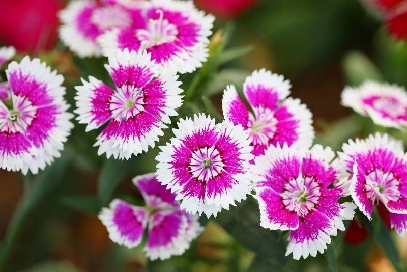 KINESKI KARANFIL: Prekrasna biljka za cvjetnjake i kamenjare, ali i za balkone i terase