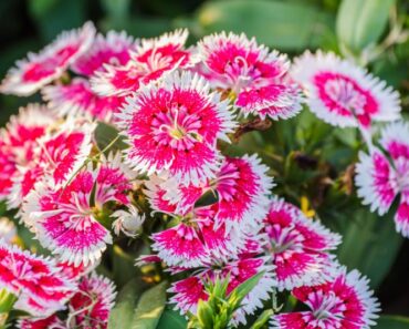 KINESKI KARANFIL: Prekrasna biljka za cvjetnjake i kamenjare, ali i za balkone i terase