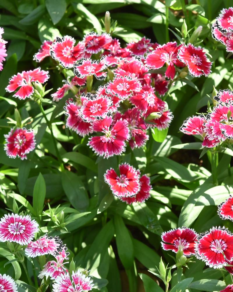 KINESKI KARANFIL: Prekrasna biljka za cvjetnjake i kamenjare, ali i za balkone i terase