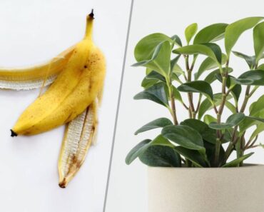 Kora od banane za ljepotu i sjaj vaših biljaka