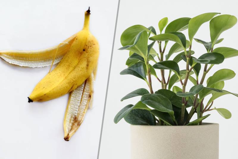 Kora od banane za ljepotu i bolji rast vaših biljaka
