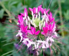 PAUKOV CVIJET: Neobičan cvijet lakog uzgoja koji donosi egzotiku u vaš vrt