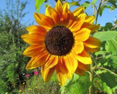 UKRASNI SUNCOKRET: Idealan za dizajn vrta u rustikalnom stilu