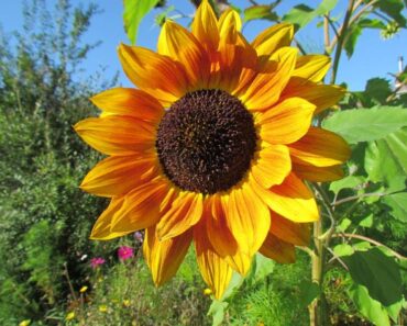 UKRASNI SUNCOKRET: Idealan za dizajn vrta u rustikalnom stilu