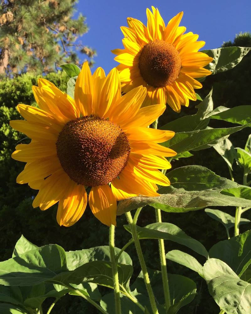 UKRASNI SUNCOKRET: Idealan za dizajn vrta u rustikalnom stilu