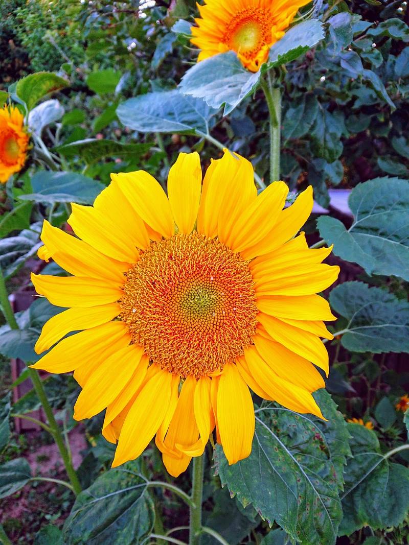 UKRASNI SUNCOKRET: Idealan za dizajn vrta u rustikalnom stilu