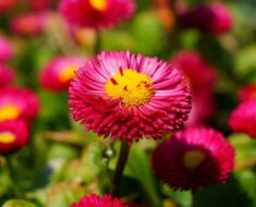 TRATINČICA: Skromna biljka koja daje obilje prekrasnih cvjetova