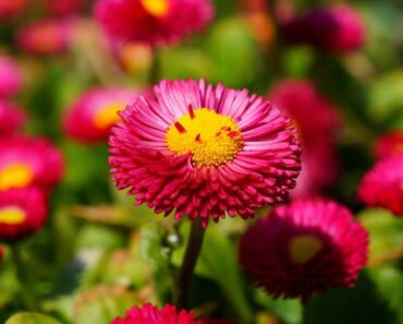 TRATINČICA: Skromna biljka koja daje obilje prekrasnih cvjetova