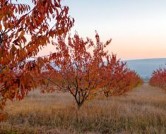 JESENSKA ZAŠTITA VOĆAKA: Ove su mjere nužne da bi vaše voćke bile zdrave i rodne