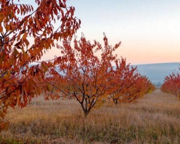 JESENSKA ZAŠTITA VOĆAKA: Ove su mjere nužne da bi vaše voćke bile zdrave i rodne