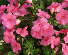 VODENIKA: Cvate od proljeća do kasne jeseni, a voli sjenovite položaje