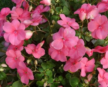 VODENIKA: Cvate od proljeća do kasne jeseni, a voli sjenovite položaje