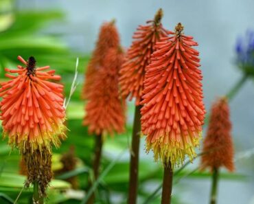 TRITOMA: Atraktivna trajnica plamenih cvatova