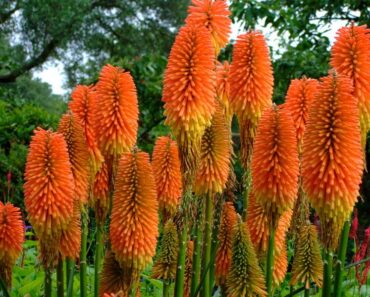 TRITOMA: Atraktivna trajnica plamenih cvatova