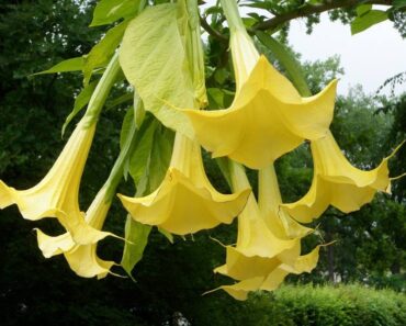 ANĐEOSKA TRUBLJA: Kako uzgojiti i njegovati ovu biljku raskošnih cvjetova?