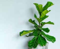 LIRASTI FIKUS: Biljka koju s pravom nazivaju kraljem modernih interijera