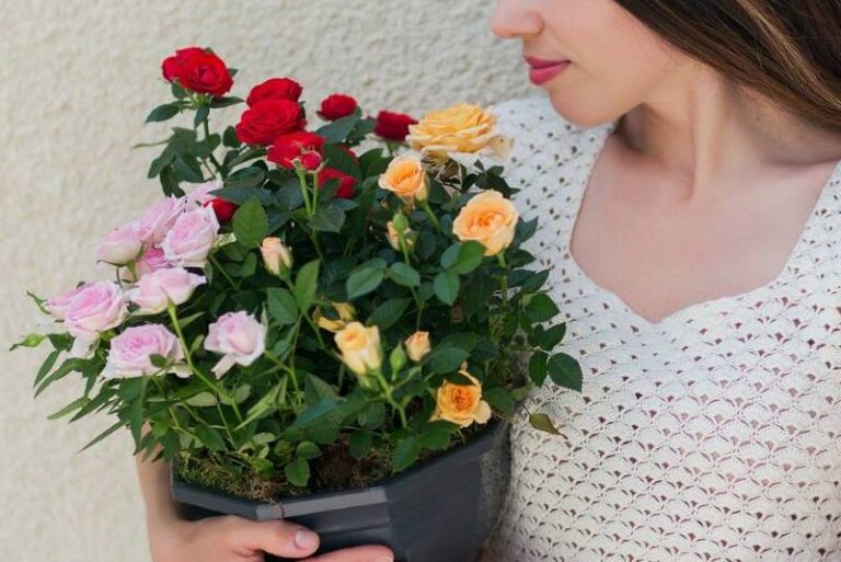 MINI RUŽE: Kako uzgojiti ovaj prekrasan cvjetić, što treba učiniti da ...
