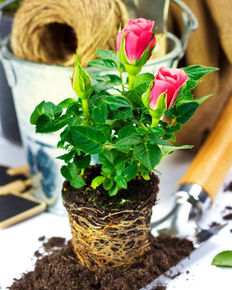 MINI RUŽE: Kako uzgojiti ovaj prekrasan cvjetić, što treba učiniti da ...