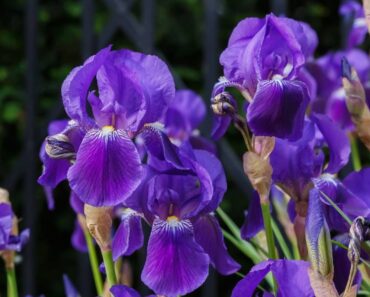 OBIČNA PERUNIKA: Skromna biljka koja se sjajno ukapa u svako dvorište