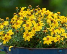 BIDENS (DVOZUB): Biljka prekrasnih zlatnožutih cvjetova jednostavna za uzgoj i njegu