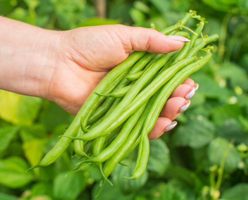 Kako posijati grah i uspješno ga uzgojiti? Na jednu stvar treba obratiti posebnu pažnju