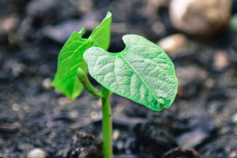Kako posijati grah i uspješno ga uzgojiti? Na jednu stvar treba obratiti posebnu pažnju