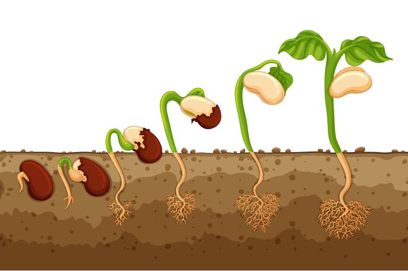 Kako posijati grah i uspješno ga uzgojiti? Na jednu stvar treba obratiti posebnu pažnju