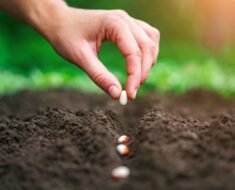 Kako posijati grah i uspješno ga uzgojiti? Na jednu stvar treba obratiti posebnu pažnju
