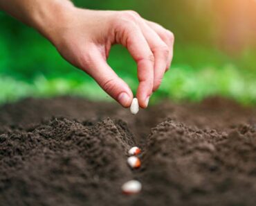 Kako posijati grah i uspješno ga uzgojiti? Na jednu stvar treba obratiti posebnu pažnju