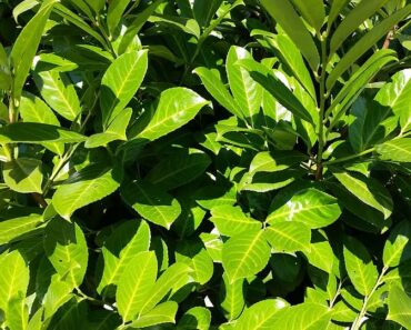 LOVOR VIŠNJA: Na koliki razmak se sadi, kako se razmnožava, kako orezuje...