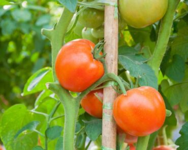 KALENDAR RADOVA: Što raditi u cvjetnjaku, povrtnjaku i voćnjaku u 7. mjesecu