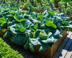 POVIŠENE GREDICE: Koje su im prednosti, kako ih napraviti, što na njima saditi...?