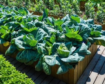 POVIŠENE GREDICE: Koje su im prednosti, kako ih napraviti, što na njima saditi...?