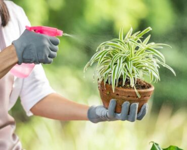 Pripremite sami 100 % prirodan insekticid za zaštitu biljaka