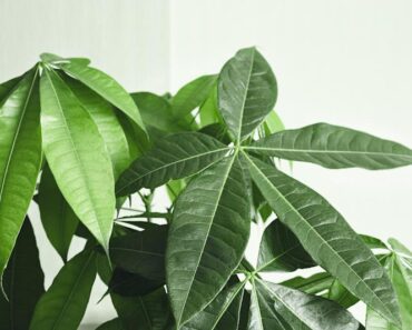 Drvo novca (Pachira aquatica)