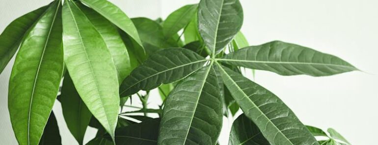 Drvo novca (Pachira aquatica)