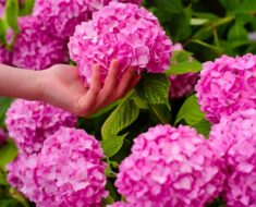 hortenzija - dvostruko više cvjetova