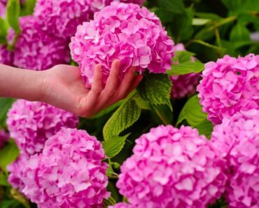 hortenzija - dvostruko više cvjetova