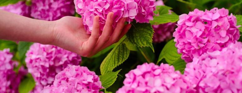 hortenzija - dvostruko više cvjetova